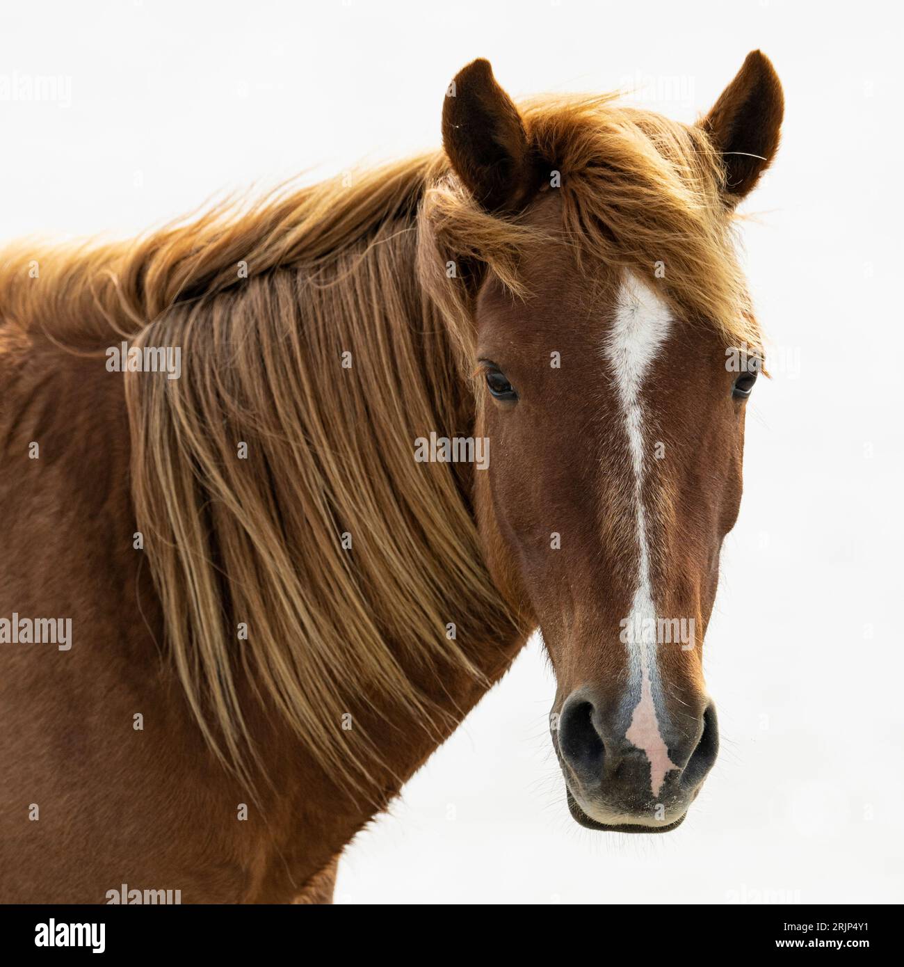 Cavallo marrone con nero criniera e coda pascolare sui prati vicino al bosco Foto stock Cavallo marrone con nero criniera e coda pascolare sui prati vicino al bosco Foto stock
