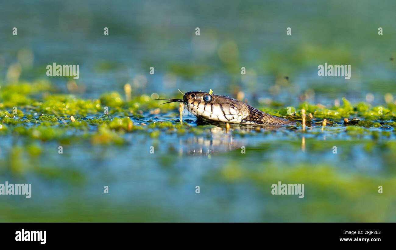 Ripresa ravvicinata di un serpente d'acqua che nuota in un corpo d'acqua fermo, con la testa e la parte superiore del corpo visibili Foto Stock