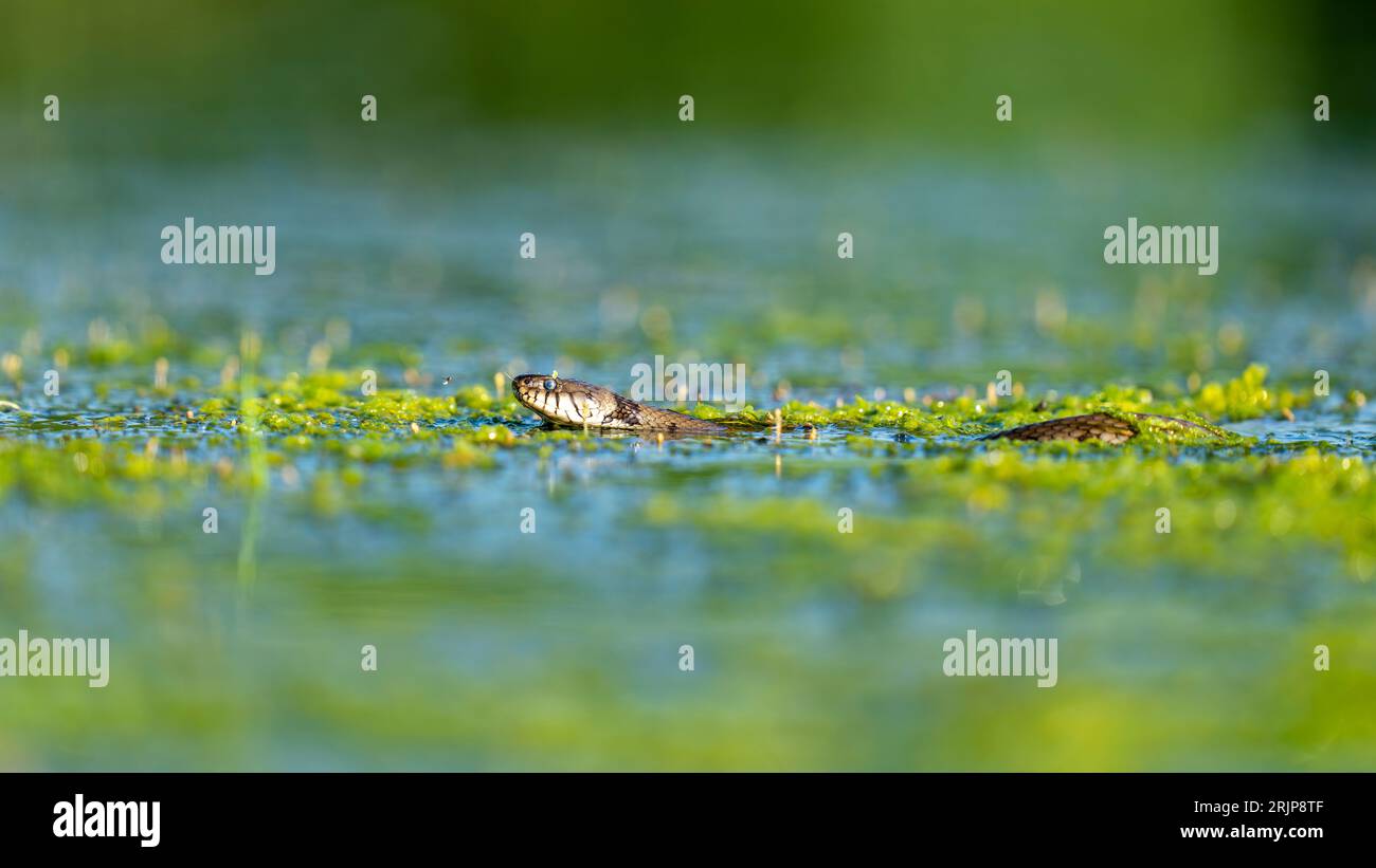 Ripresa ravvicinata di un serpente d'acqua che nuota in un corpo d'acqua fermo, con la testa e la parte superiore del corpo visibili Foto Stock