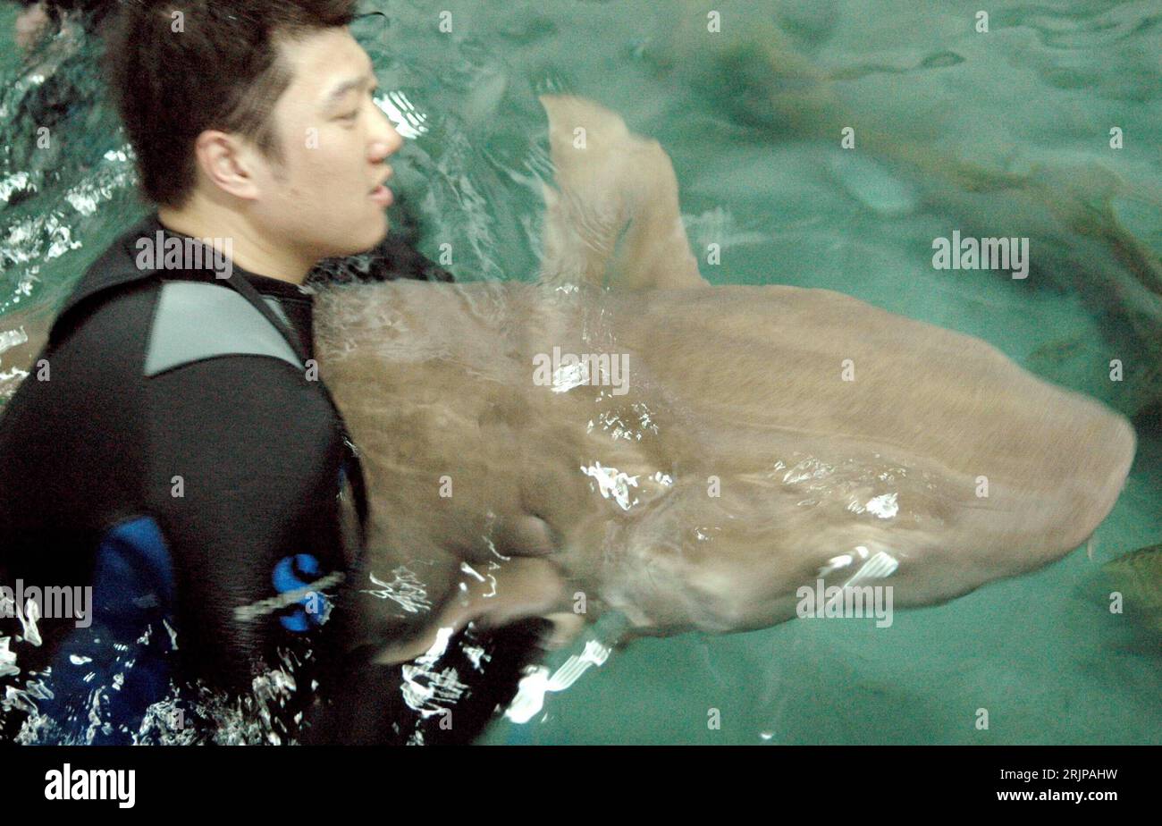 Bildnummer: 51139529 Datum: 05.03.2006 Copyright: imago/Xinhua Taucher geleitet einen Haifisch an den Beckenrand - Qingdao Aquarium Park - PUBLICATIONxNOTxINxCHN, Personen , Tiere; 2006, Qingdao, , hai, Haie, Haifische, Mann, Männer, Fische, Becken, Schwimmbecken, Bassin, Aquarien; , quer, Kbdig, Einzelbild, Close, China, Foto Stock