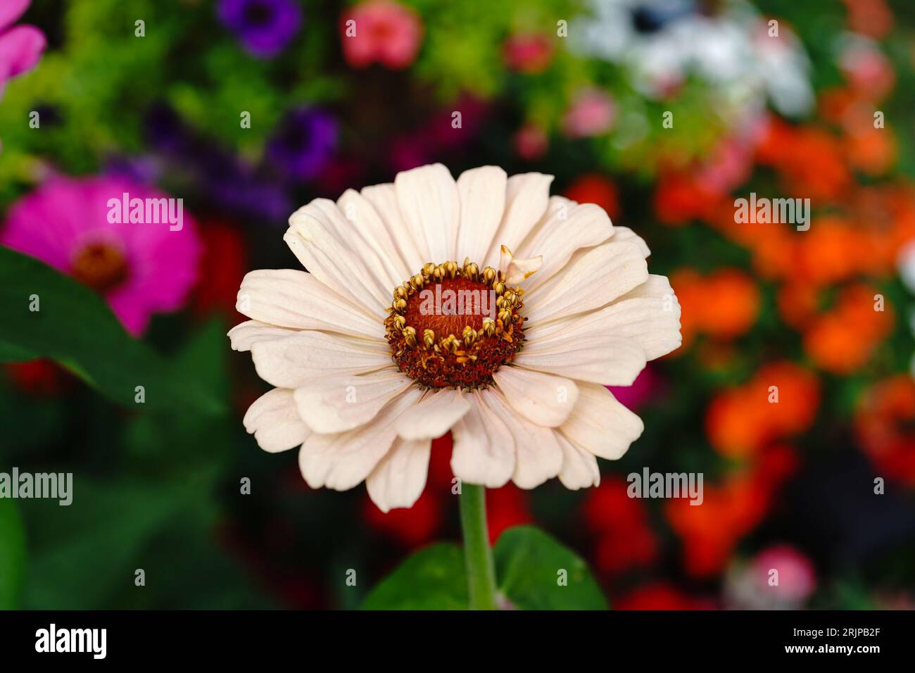 Splendido fiore di Zinnia dai colori chiari - fiori estivi, messa a fuoco selettiva Foto Stock