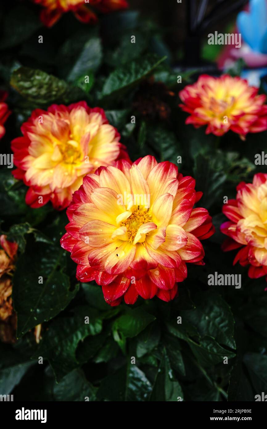 Fiore dahlia multicolore rosso e giallo - concetto di giardinaggio Foto Stock