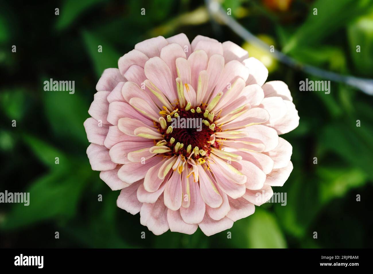 Splendido fiore di Zinnia dai colori chiari - fiori estivi, messa a fuoco selettiva Foto Stock