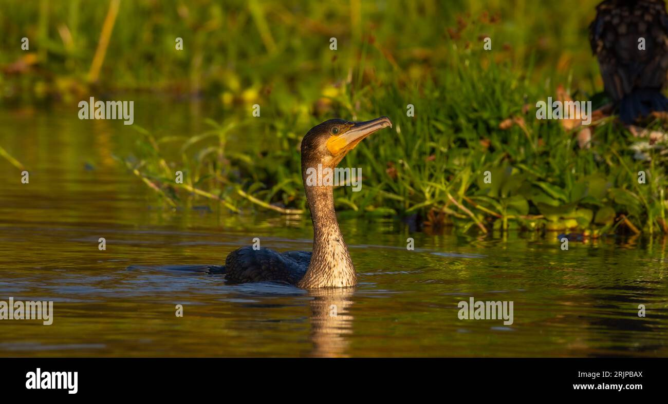 Longtailed Cormorant Foto Stock