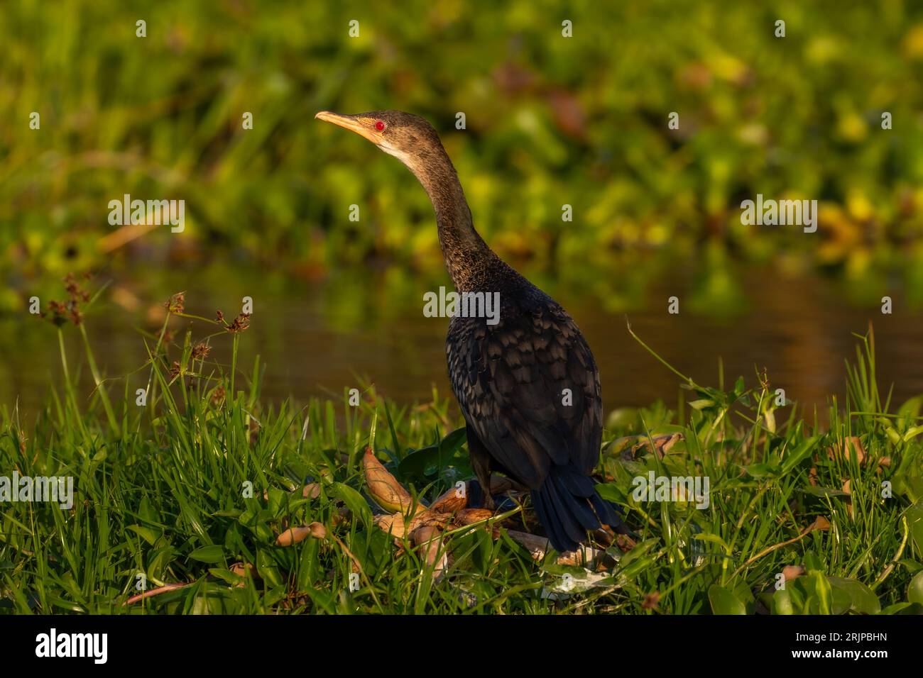 Longtailed Cormorant Foto Stock