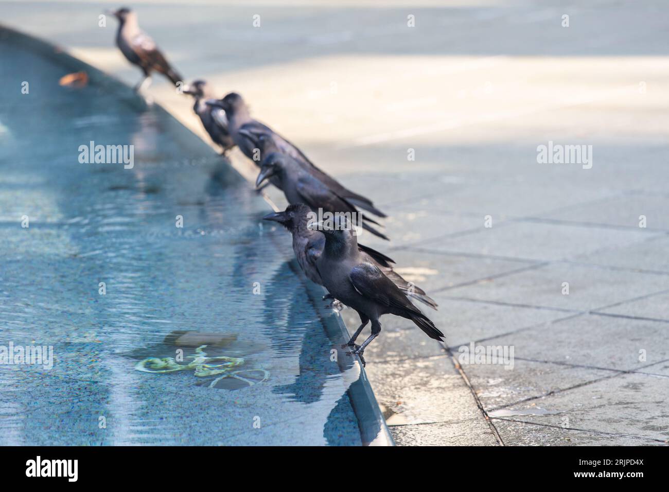 Stormo di corvo che si radunano sul bordo del corpo d'acqua sembra estremamente intimidatorio per gli umani. Foto Stock