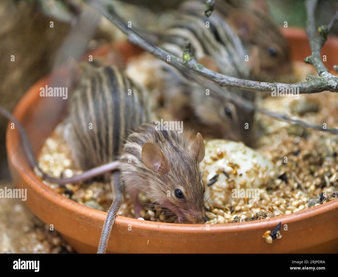 Un primo piano di un gruppo di topi d'erba a strisce barbaresche che mangiano semi nella loro ciotola Foto Stock