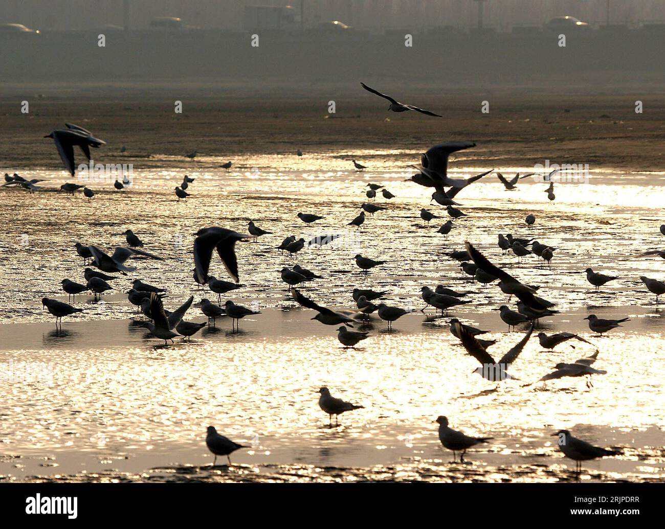 Bildnummer: 51160292 Datum: 15.03.2006 Copyright: imago/Xinhua Zugvögel kehren aus ihren Warmen Gefilden Zurück - Strand von Qinhuangdao - PUBLICATIONxNOTxINxCHN, Tiere; 2006, Qinhuangdao, Strände, , Möwe, Möwen, Zugvogel, Vögel, , quer, Kbdig, totale, Meer, Küste, Cina, , ; Aufnahmedatum geschätzt Foto Stock