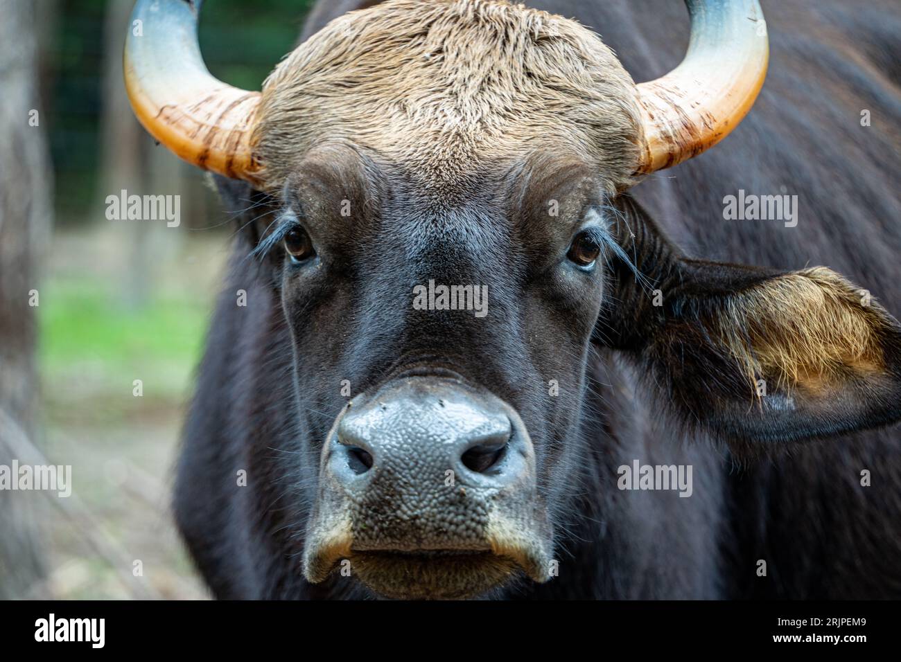 Un gaur in una foresta, la sua testa adornata da due lunghe corna curve Foto Stock