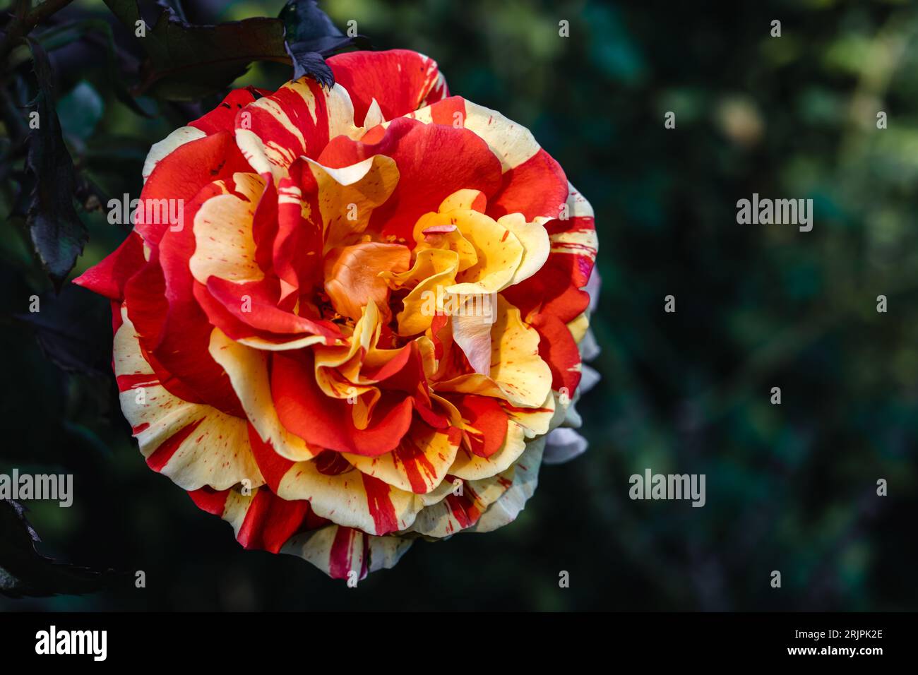 Un vivace fiore Rosa 'Maurice Utrillo' con petali rossi e gialli Foto Stock