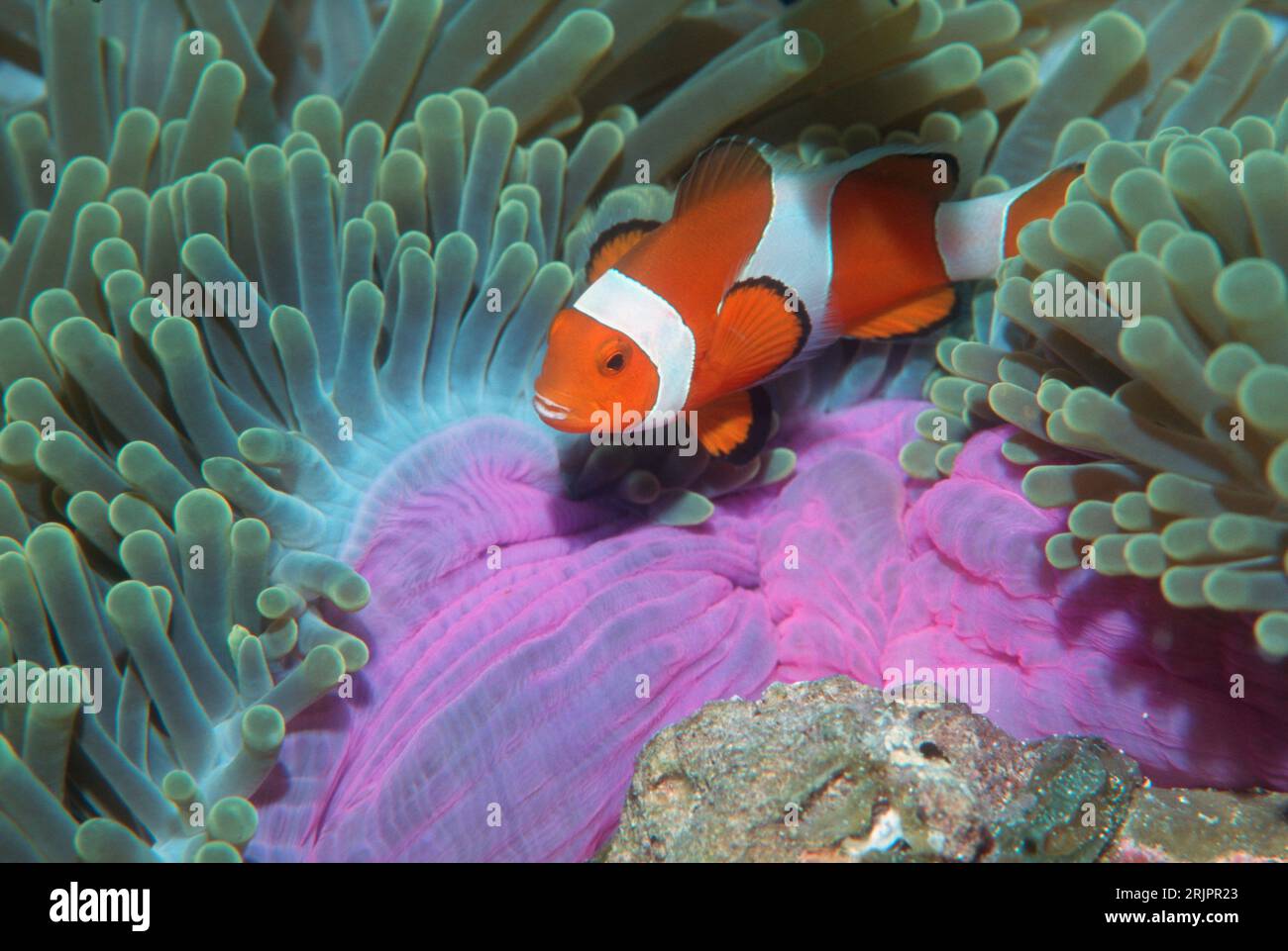 Falso pesce anemone pagliaccio [Amphiprion ocellaris]. Raja Ampat, Papua Occidentale. Foto Stock