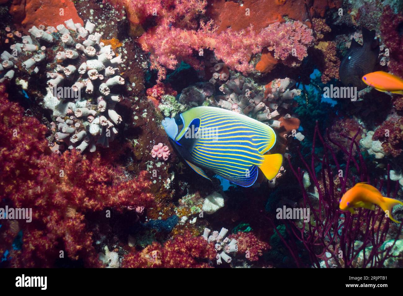 Pesce angelo imperatore (imperatore di Pomacanthus) che nuota sulla barriera corallina con invertabrate e coralli morbidi. Egitto, Mar Rosso. Foto Stock