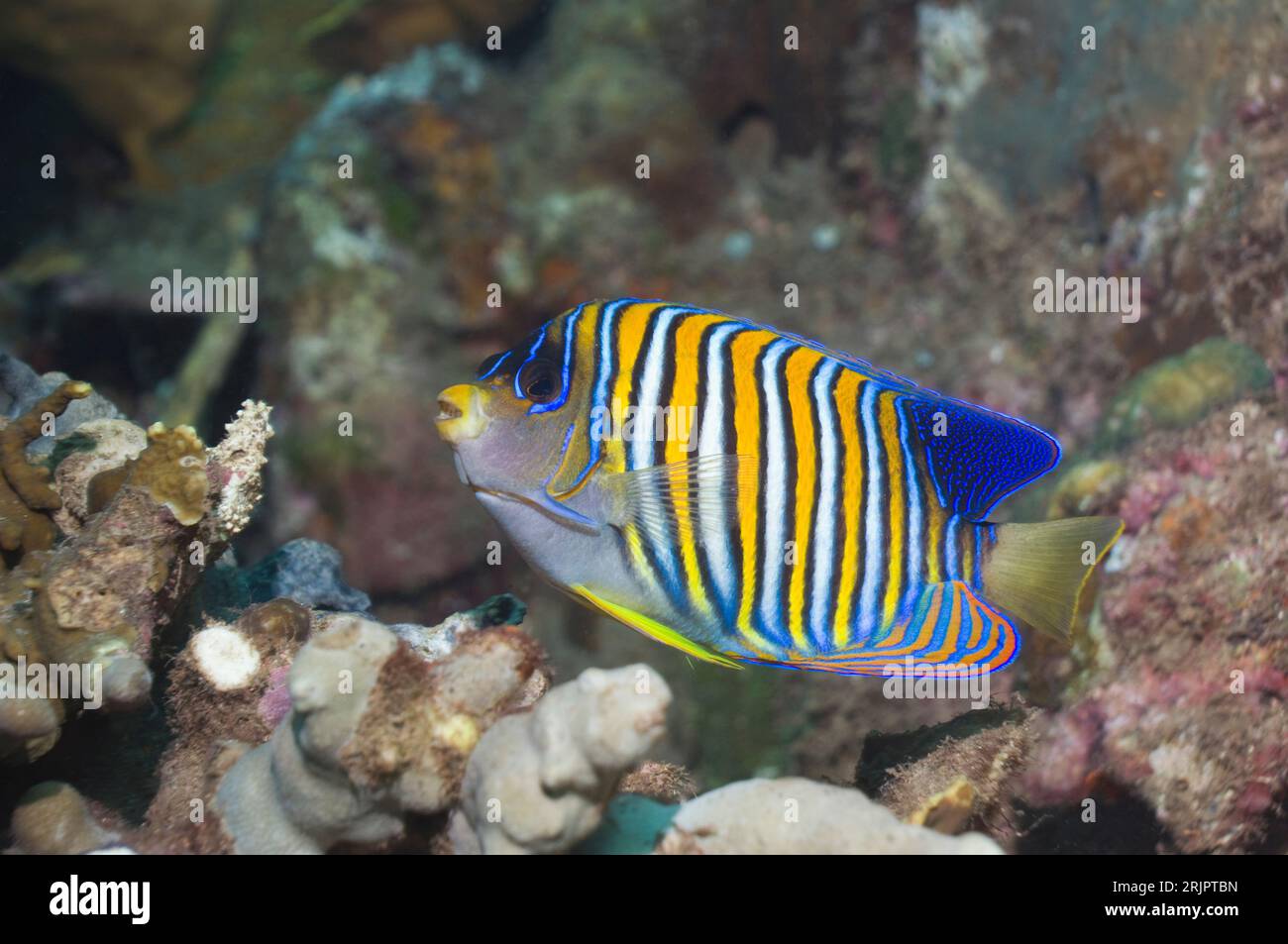 Pesce angelo regale (Pygoplites diacanthus). Isole Salomone. Indo-Pacific Foto Stock