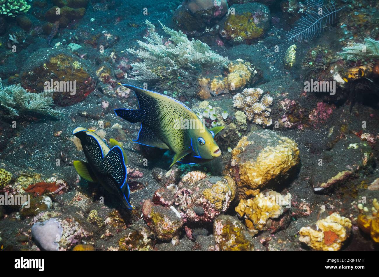 Pesce angelo semicircolare (Pomacanthus semicirculatus), alimentazione a coppie. Bali, Indonesia. (Acquisizione digitale). Foto Stock