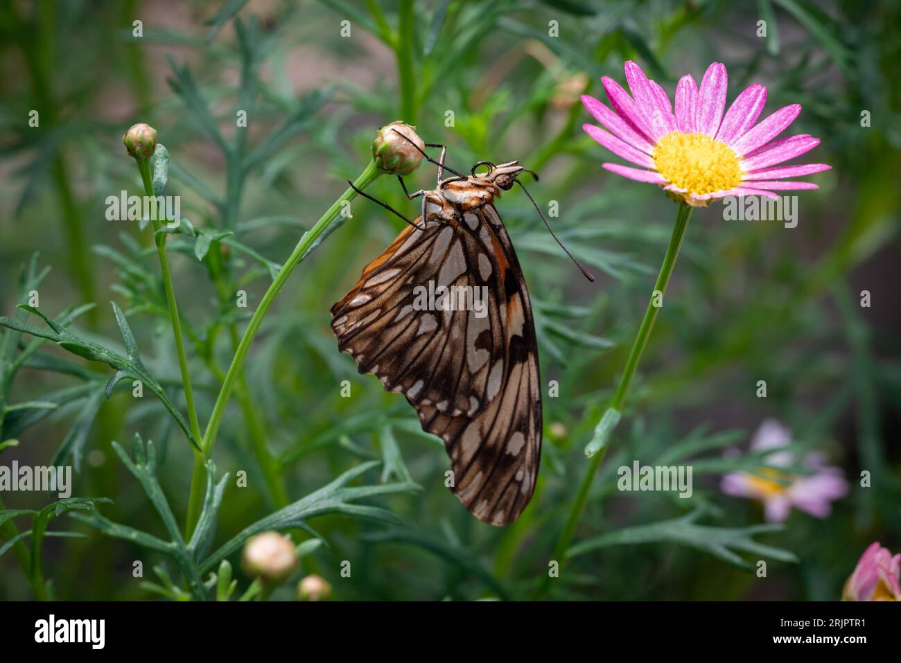 Una vibrante farfalla arroccata su un delicato fiore rosa in un ambiente naturale all'aperto Foto Stock