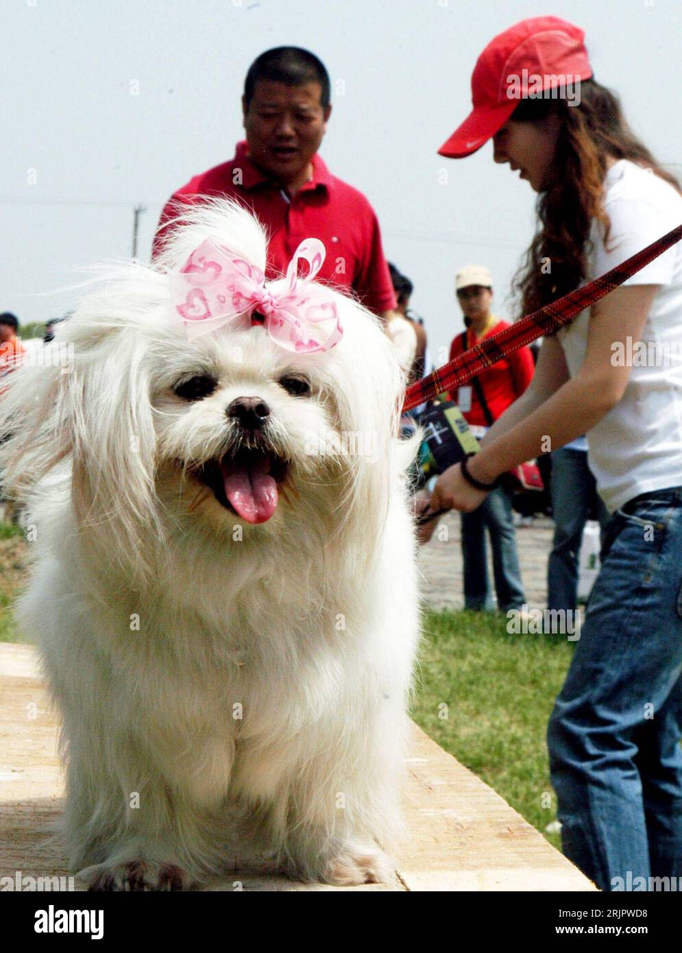 Bildnummer: 51241282 Datum: 03.05.2006 Copyright: imago/Xinhua Kleiner weisser Hund anlässlich der Hundeschau - Taihu PET Festival - in Suzhou PUBLICATIONxNOTxINxCHN, Personen , Tiere; 2006, Suzhou, Hund, Hunde, Hundeschau, Hundeschauen, Tierschau, Tierschauen, Hundeausstellung, Hundeausstellungen, Hundewettbewerb, Hundewettbewerbe, Haustier, Haustiere, Hundeshow; , quer, Kbdig, totale, Cina, Asien Foto Stock