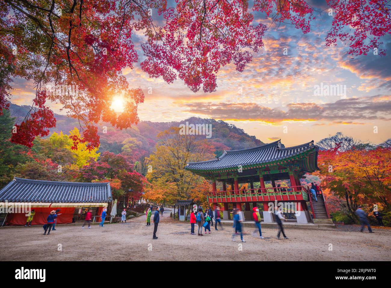 Parco nazionale di Naejangsan, autunno in Corea e acero nel parco, Corea del Sud. Foto Stock