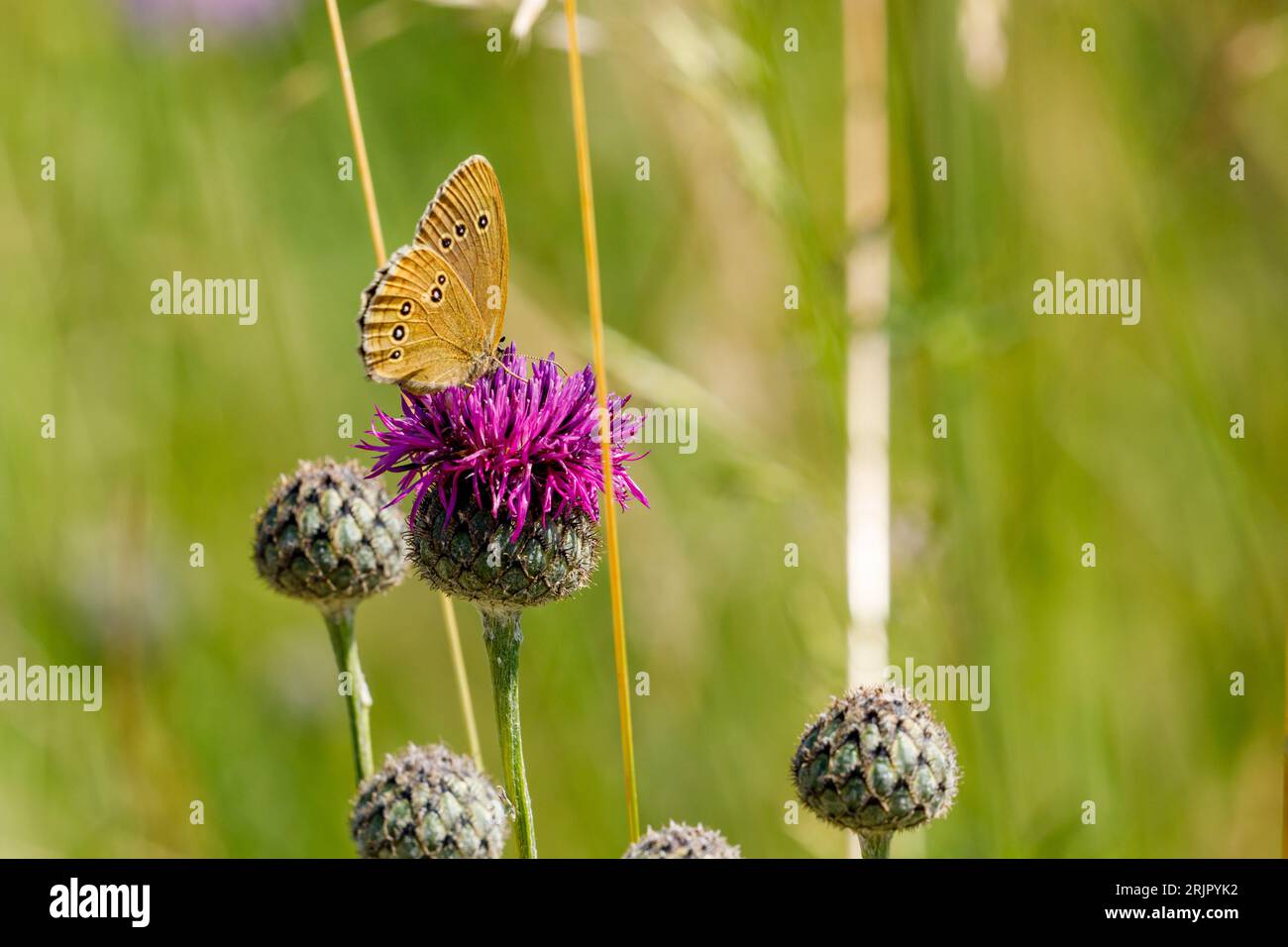 Una bella farfalla di un fiore rosa Foto Stock