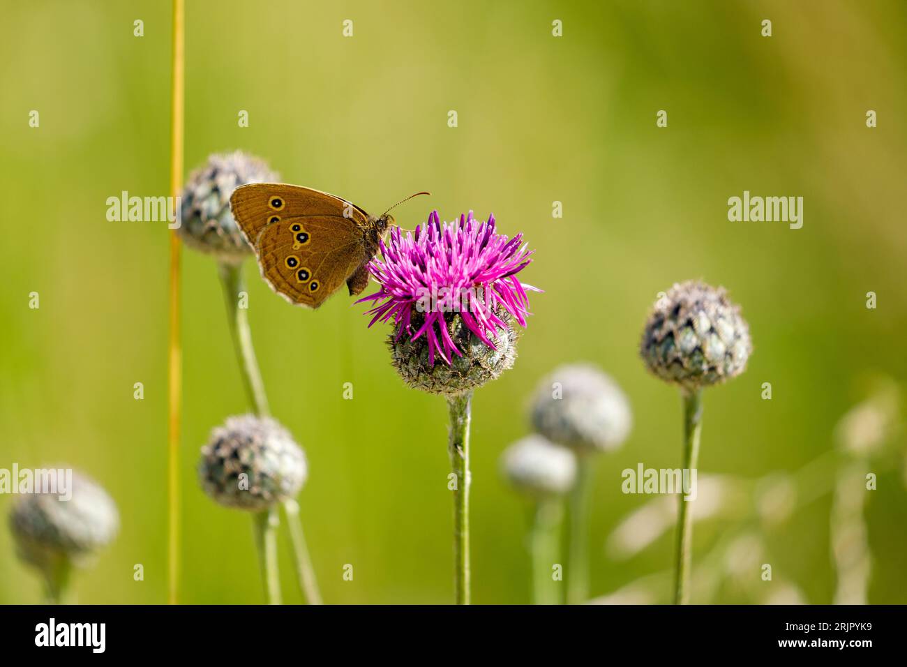 Una bella farfalla di un fiore rosa Foto Stock