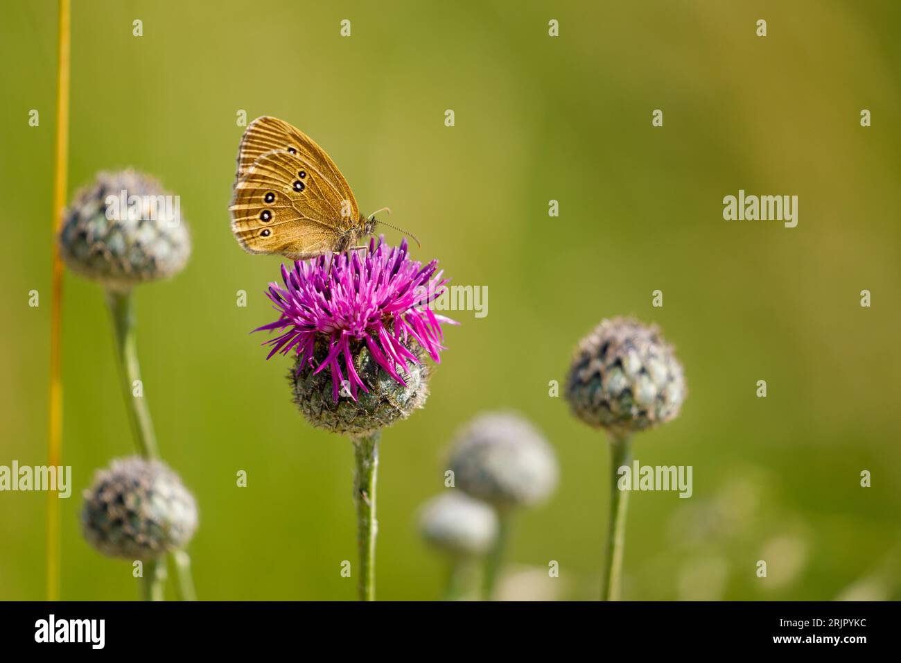Una bella farfalla di un fiore rosa Foto Stock