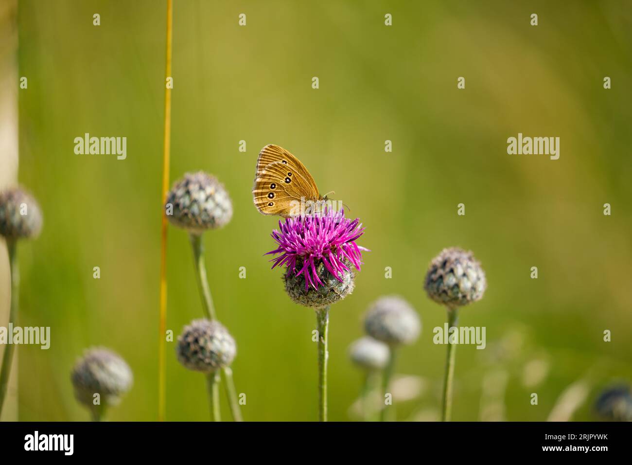 Una bella farfalla di un fiore rosa Foto Stock