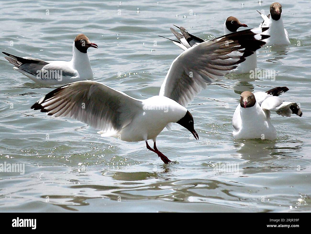 Bildnummer: 51285839 Datum: 10.06.2006 Copyright: imago/Xinhua Lachmöwe (Larus ridibundus) landet neben schwimmenden Lachmöwen im Qinghai-SEE in Xining - Provinz Qinghai - PUBLICATIONxNOTxINxCHN, Tiere; 2006, Xining, Vögel, Möwe, Möwen, Seevogel, Seevögel, Lachmöwen, Lachmöwe, fliegt, fliegend, fliegen, schwimmt, schwimmen, schwimmend; , quer, Kbdig, Gruppenbild, Cina, Natur, Asien Foto Stock