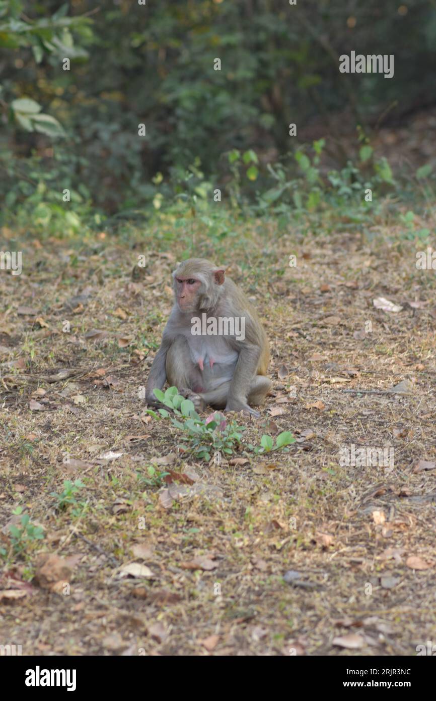 Una piccola scimmia allegra è raffigurata seduto a terra, mentre si gusta uno spuntino Foto Stock
