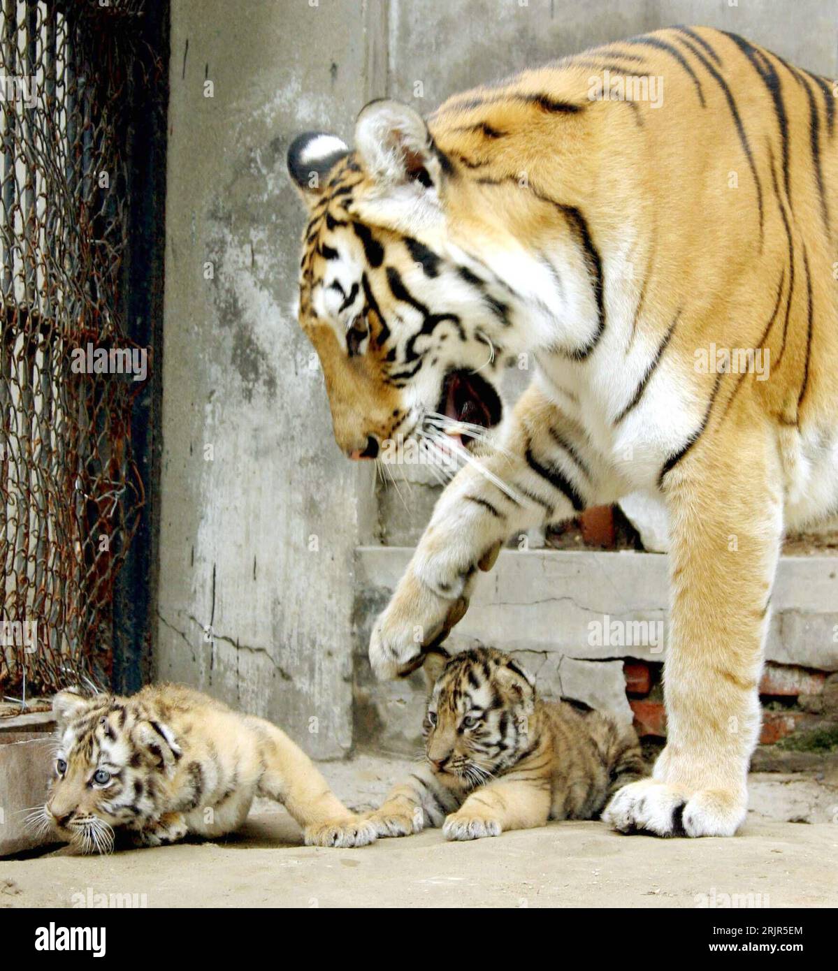 Bildnummer: 51298883 Datum: 21.06.2006 Copyright: imago/Xinhua Sibirischer Tiger (Panthera tigris altaica) spielt mit seinen Neugeborenen im Zoo von Jinan - Cina - PUBLICATIONxNOTxINxCHN, Tiere; 2006, Jinan, zoo, Tiergarten, Tiergärten, Zoologischer Garten, Gehege, Jungtier, Jungtiere, Raubkatze, Raubkatzen, spielend, spielen, Sibirische, sibirisch, Säugetiere; , hoch, Kbdig, Gruppenbild, Cina, , Foto Stock