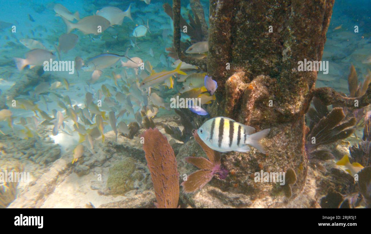 Un gruppo di pesci che nuotano nelle limpide acque blu dell'oceano Foto Stock