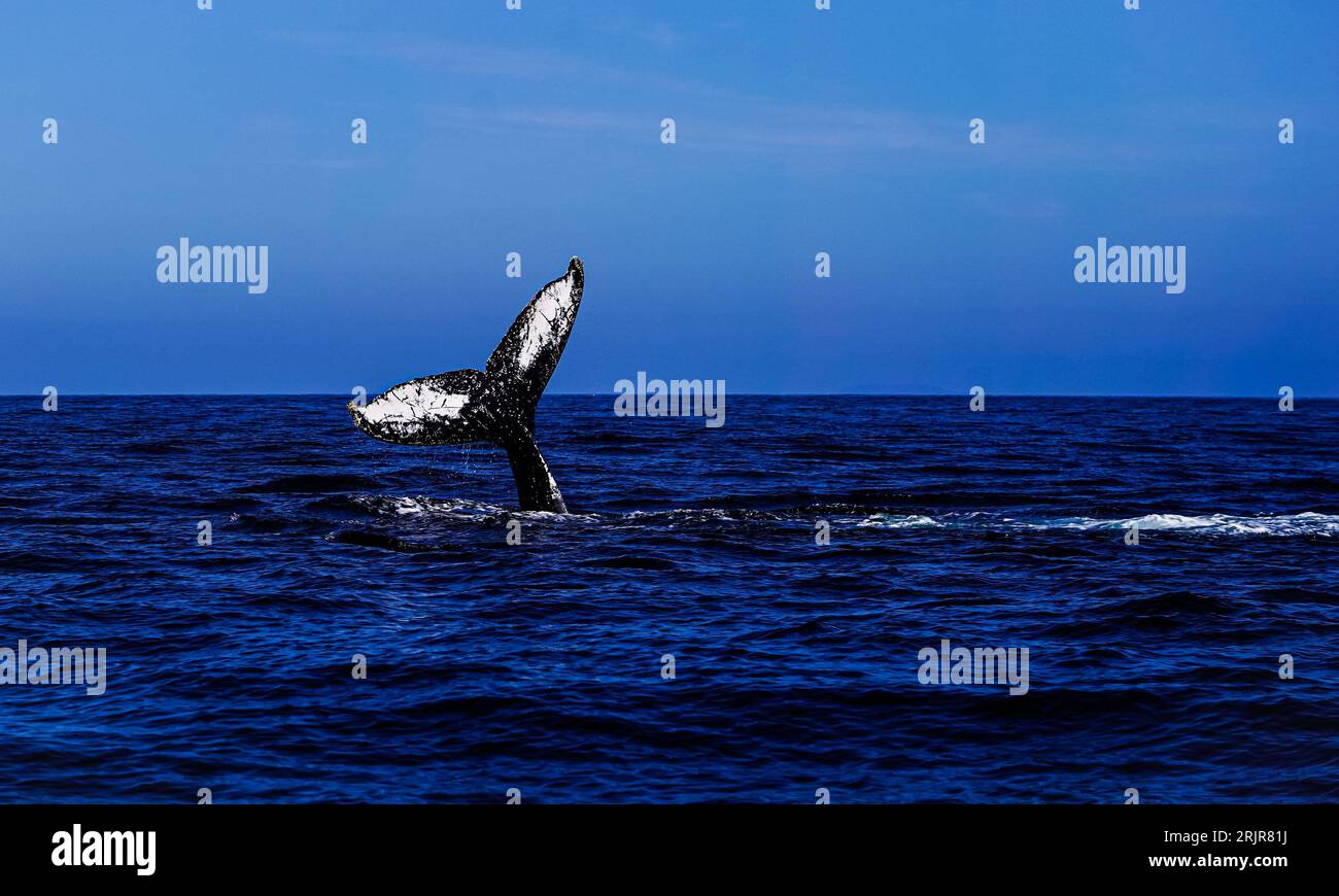 Una balena maestosa supera la superficie dell'oceano, creando un momento straordinario e un'opportunità fotografica perfetta Foto Stock