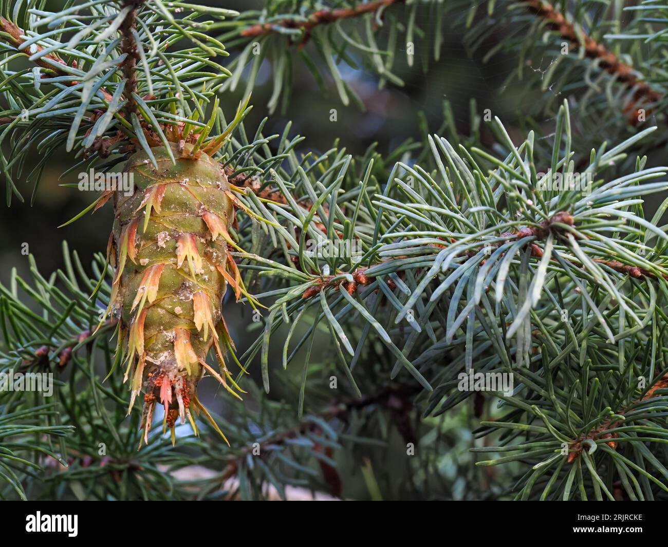 Abete Douglas, coni verdi sui rami, abete verde, abete Douglas, pino, pseudotsuga menziesii, conifere Foto Stock