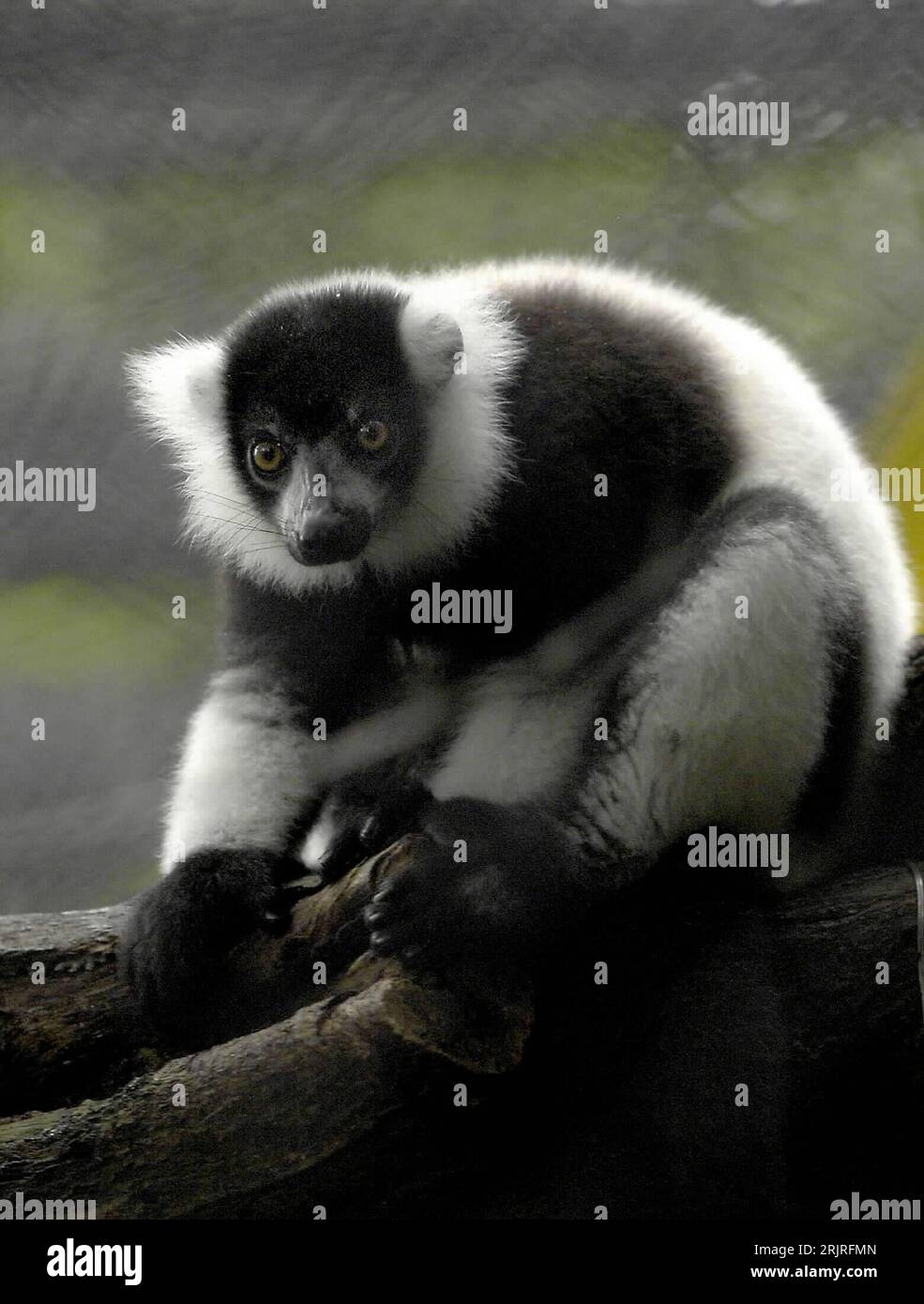 Bildnummer: 51414811 Datum: 28.08.2006 Copyright: imago/Xinhua Schwarzweißer vari (Varecia variegata) in einem Tierpark a Hong Kong PUBLICATIONxNOTxINxCHN, Tiere; 2006, Hong Kong, Hong Kong, Hong Kong, Hong Kong, Lemur, Lemuren, schwarz, Weiß, Tierparks, parco, Parchi, Halbaffe, Halbaffen, Säugetiere; , hoch, Kbdig, Einzelbild, Cina Foto Stock