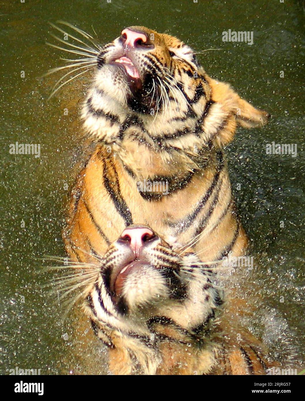 Bildnummer: 51414829 Datum: 13.08.2006 Copyright: imago/Xinhua Zwei Sibirische Tiger (Panthera tigris altaica) paddeln in einem Wasserbecken im - Hongshan Forest Zoo - a Nanchino PUBLICATIONxNOTxINxCHN, Tiere; 2006, Nanjing, sibirischer, , Amurtiger, paddelt, spielen, spielt, schwimmen, schwimmt, Zoos, Zoologischer Garten, Zoologische Gärten, Tierpark, Tierparks, 2; , hoch, Kbdig, Gruppenbild, Close, China, , , Säugetiere Foto Stock