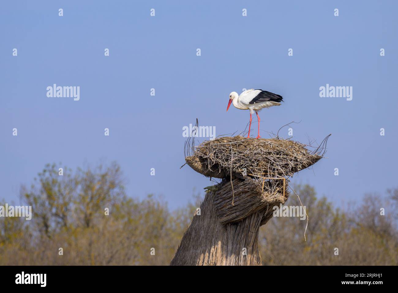 Camargue hut immagini e fotografie stock ad alta risoluzione - Alamy