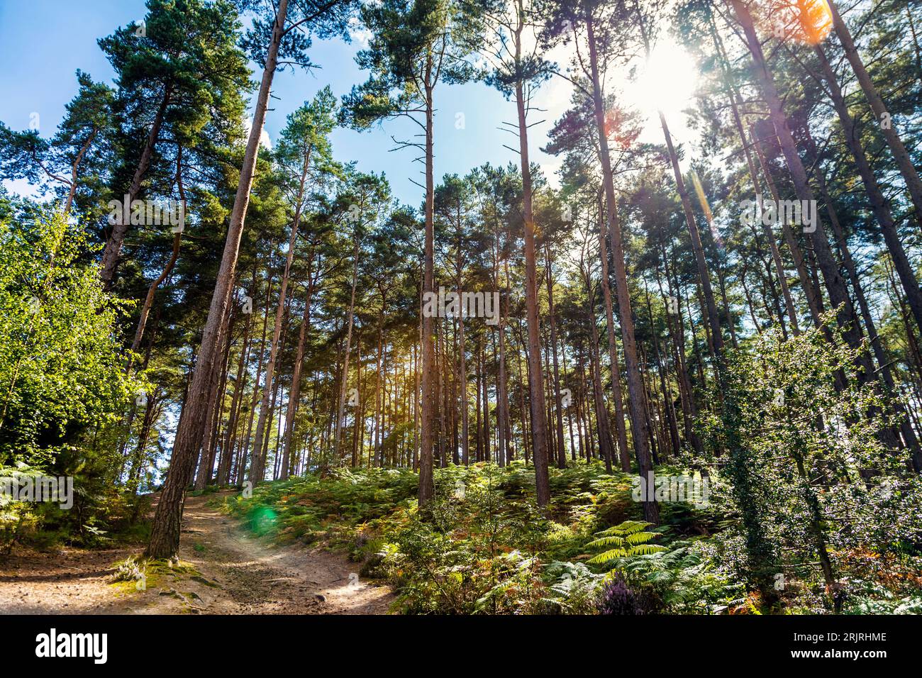 Alberi e felci di Bourne Woods nel Surrey, Inghilterra Foto Stock