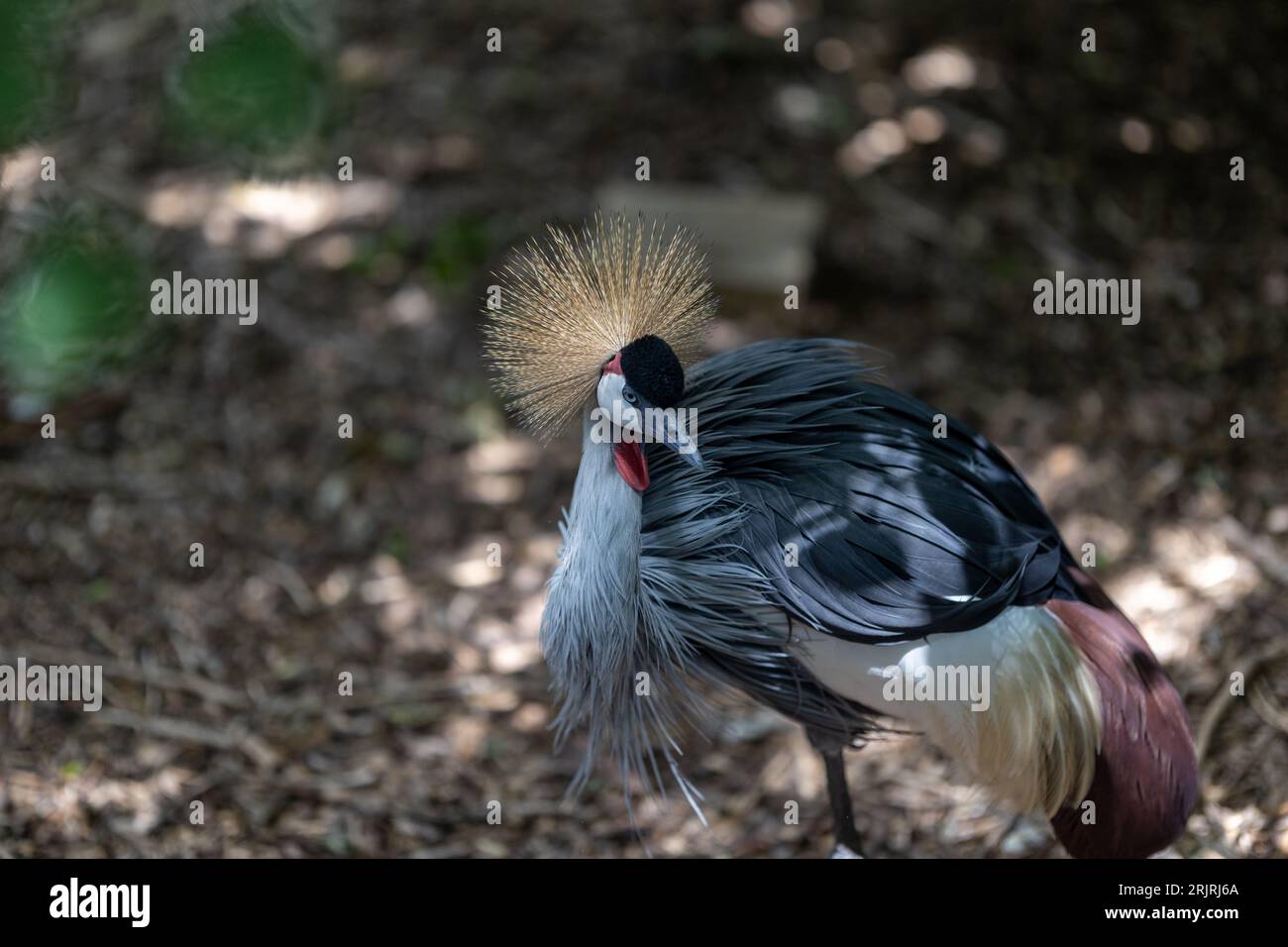 Una gru dalla corona grigia arroccata sul terreno in una lussureggiante foresta. Foto Stock