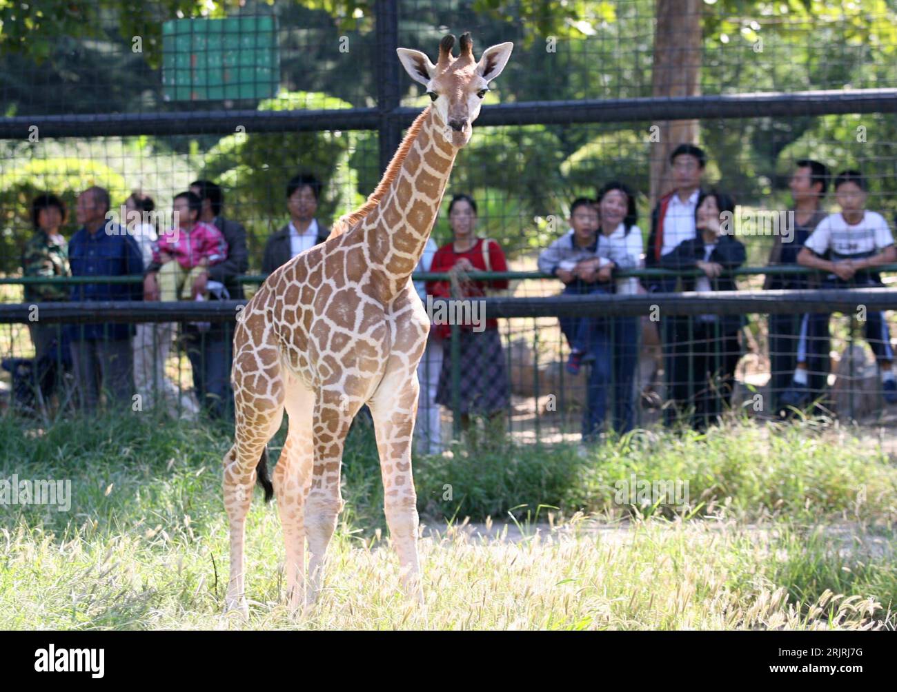 Bildnummer: 51432971 Datum: 11.09.2006 Copyright: imago/Xinhua Giraffen (Giraffa camelopardalis) im Zoo von Jinan - Cina , Tiere; 2006, Jinan, Säugetiere , giraffa, Jungtier, Jungtiere, Alttier, Alttiere, ping an; , quer, Kbdig, totale, Cina, Foto Stock