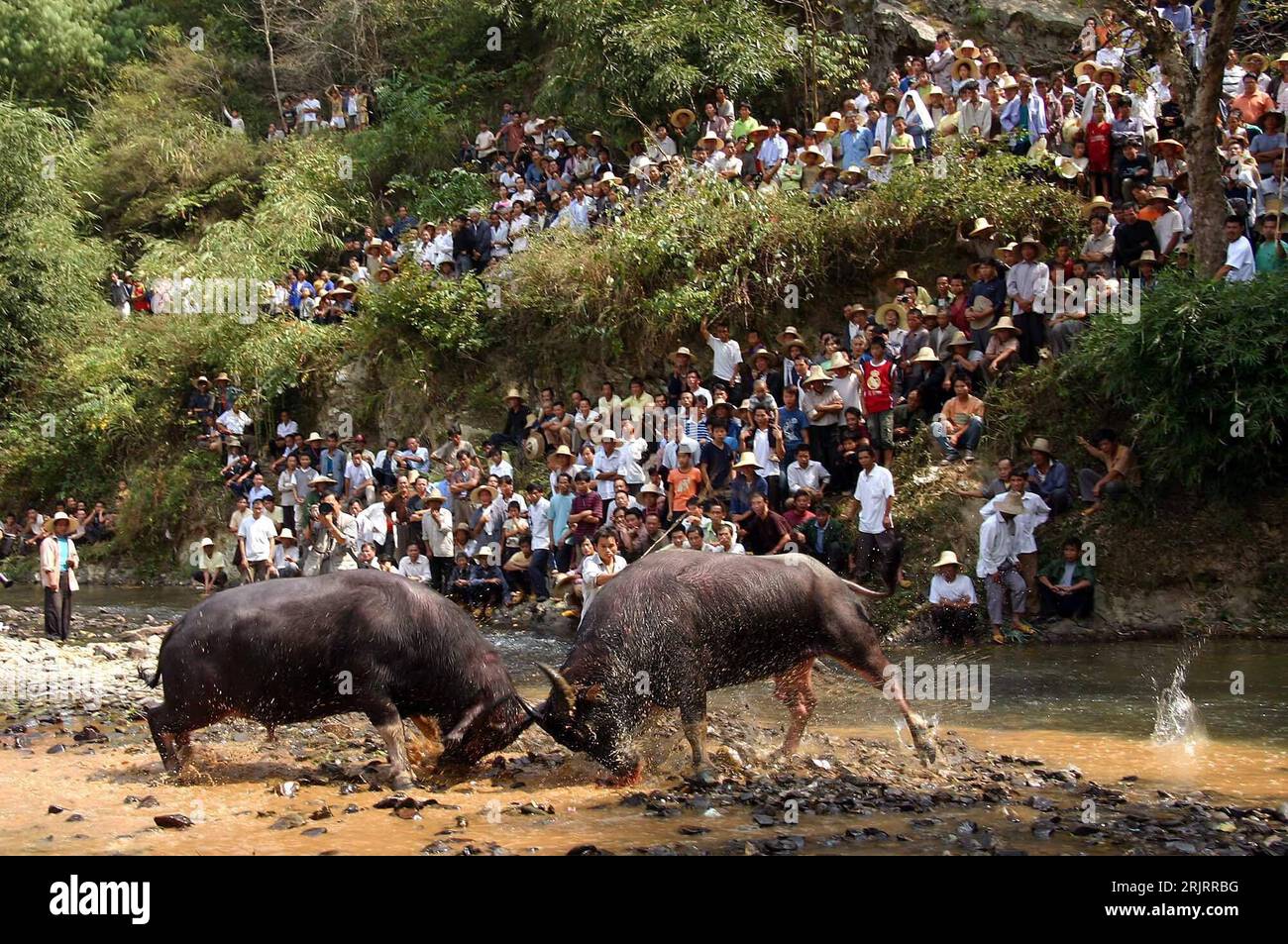 Bildnummer: 51483999 Datum: 02.10.2006 Copyright: imago/Xinhua Besucher beobachten einen Büffelkampf in Sanjiang - Cina, Landschaft , Personen , Tiere; 2006, Sanjiang, Guangxi Zhuang, Büffel, asiatischer (Bubalus mindorensis), Kampf; , quer, Kbdig, totale, China o0 PUBLICATIONxNOTxINxCHN Foto Stock