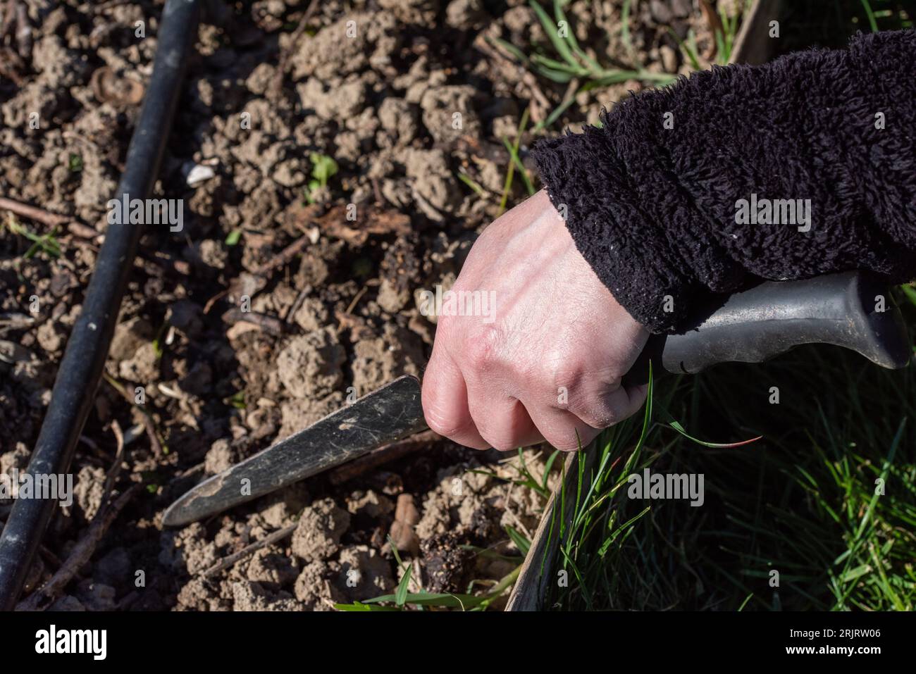 Un adulto che taglia i bordi di un cespuglio verde con un paio di cesoie da giardino Foto Stock