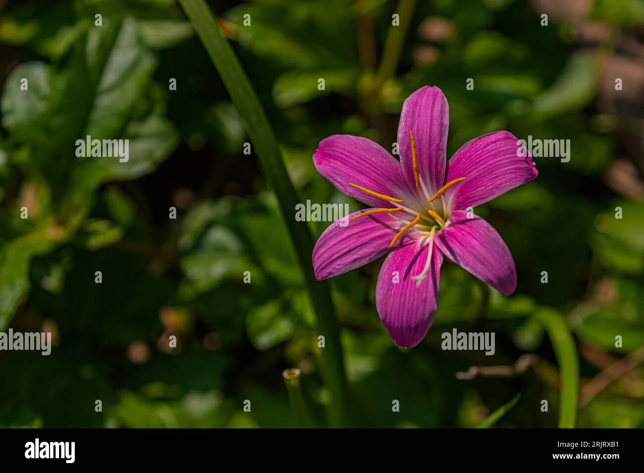 Un vibrante fiore viola nel suo habitat naturale, in cima a una collina erbosa circondata da lussureggiante vegetazione verde Foto Stock