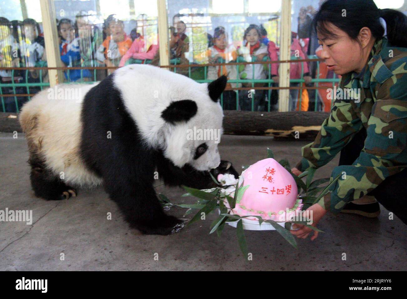 Bildnummer: 51516448 Datum: 26.10.2006 Copyright: imago/Xinhua Panda (Ailuropoda melanoleuca) Taotao bekommt einen Geburtstagskuchen im Zoo von Jinan - PUBLICATIONxNOTxINxCHN, Personen , Tiere; 2006, Jinan, Shandong, Pandas, Pandabär, Pandabären, Bär, Bären, Säugetiere, Kuchen, Füttern, füttert, Fütterung, Frau, Frauen, Tierpfleger, Tierpflegerin, , quer, Kbdig, Einzelbild, Cina, , Foto Stock