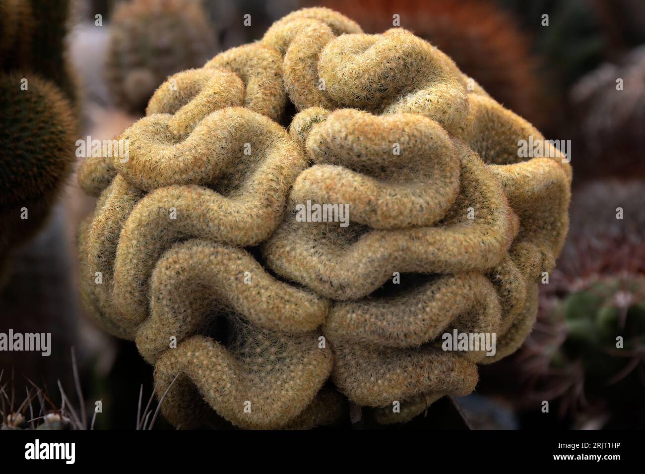 Un primo piano di Brain Cactus, Mammillaria Cristata. Foto Stock