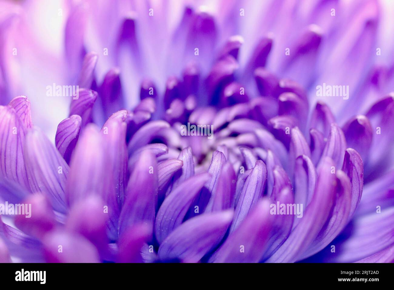 Splendido fiore di Chrysanthemum viola, estate! Foto Stock