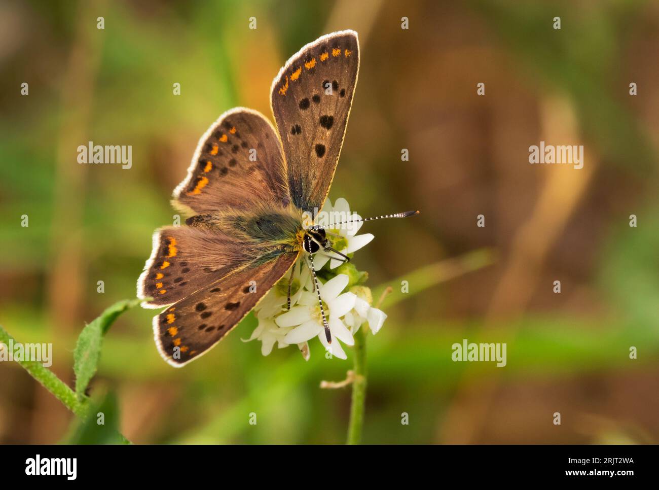 Doeberitzer Heide, Germania. 25 luglio 2023. 25.07.2023, Doeberitzer Heide. Una farfalla marrone di fuoco maschile (Lycaena tityrus), chiamata anche uccello zolfo, siede al sole su un fiore a Doeberitz Heath, a nord di Potsdam e a ovest di Berlino. Le farfalle trovano le condizioni ideali nel paesaggio della brughiera nelle aree dell'ex area di addestramento militare di Doeberitz, che ora è una riserva naturale. Credito: Wolfram Steinberg/dpa credito: Wolfram Steinberg/dpa/Alamy Live News Foto Stock