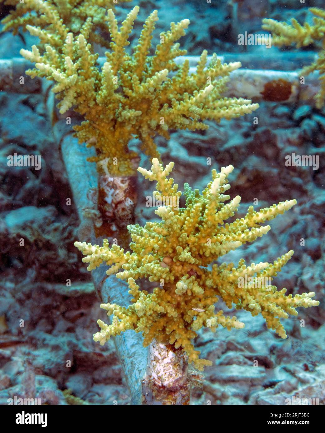 Semi di corallo Acrapora che propongono su una struttura metallica attaccata, Raja Ampat Indonesia. Foto Stock