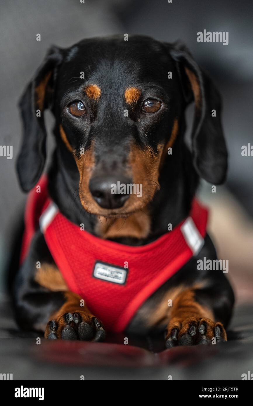 Un primo piano verticale di un adorabile cane del bassotto in un'imbracatura rossa Foto Stock