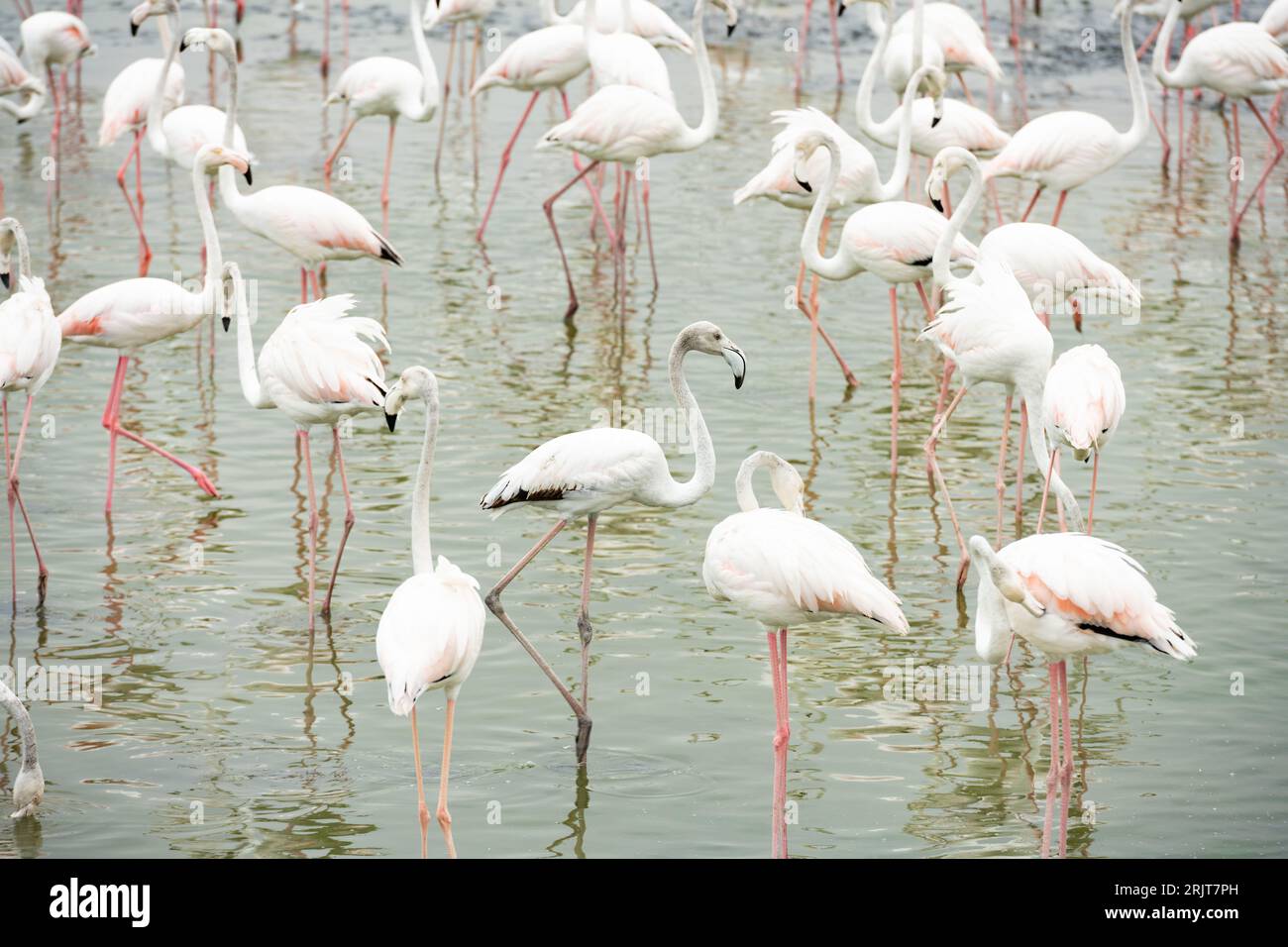 Vista mozzafiato di un gruppo di fenicotteri nella riserva naturale di Dubai, Emirati Arabi Uniti. Foto Stock