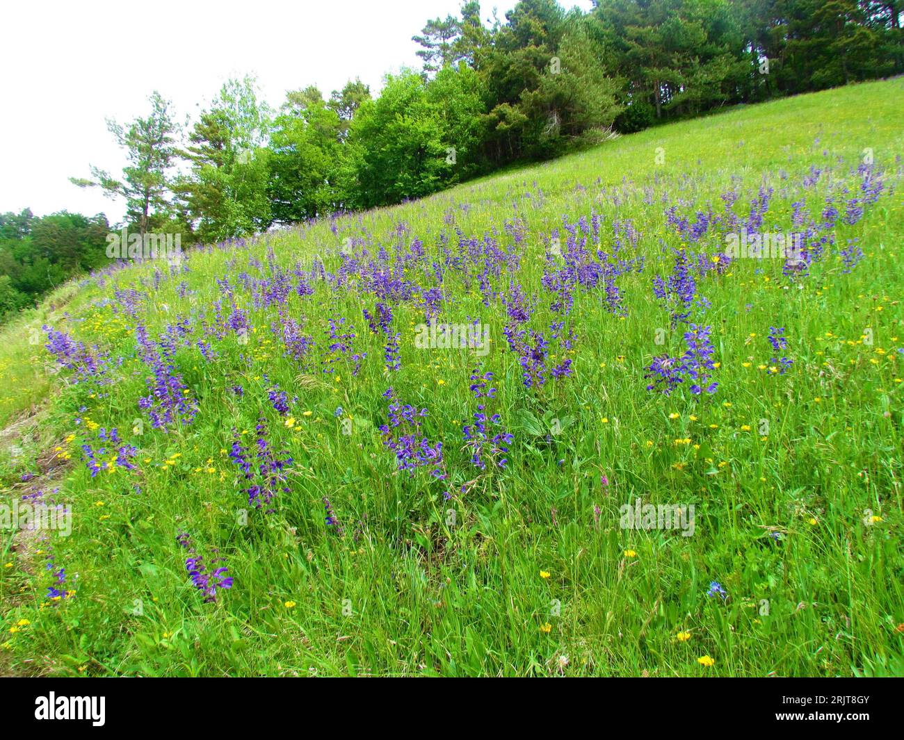 Prateria con prato in fiore viola clary o salvia prato (Salvia pratensis) e foresta di latifoglie sullo sfondo in Slovenia Foto Stock