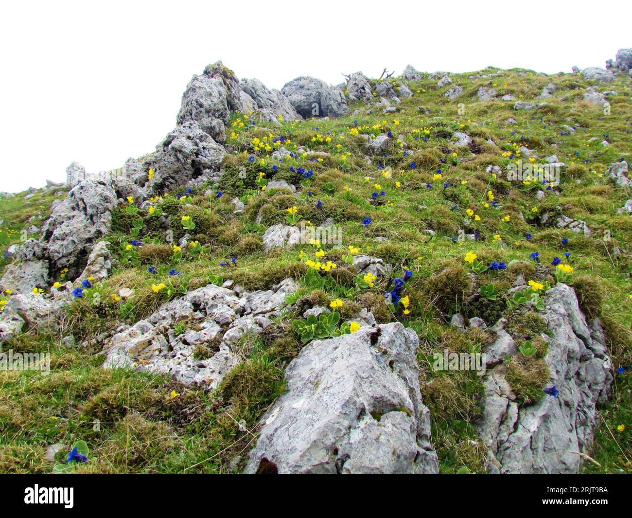 Giardino alpino selvatico con auricula gialla fiorita, mantello di montagna o orso (Primula auricula) e genziana blu di clusius (Gentiana clusii) Foto Stock