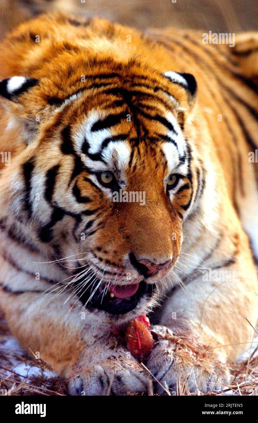 Bildnummer: 51639460 Datum: 26.12.2006 Copyright: imago/Xinhua Sibirischer Tiger (Panthera tigris altaica) lässt sich einen schönen Brocken Fleisch schmecken im - Heilongjiang Siberian Tiger Park - in Harbin PUBLICATIONxNOTxINxCHN, Tiere; 2006, Harbin, Tiger, sibirischer, sibirische, sibirisch, Raubkatze, Raubkatzen, , Säugetiere, fressen, frisst, fressend, Nahrungsaufnahme; , hoch, Kbdig, Einzelbild, Close, China, Foto Stock